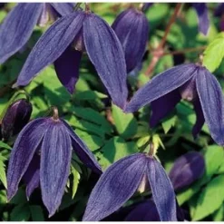 Tarha-alppikärhö Clematis Alpina-ryhmä Viheraarni Pamela Jackman