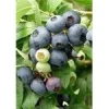 Tarhapensasmustikka Viheraarni Vaccinium Northcountry