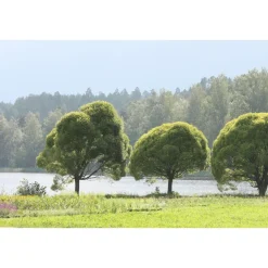 Terijoensalava Salix euxina Bullata