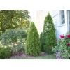 Timanttituija Thuja occ. Viheraarni Smaragd 60-80