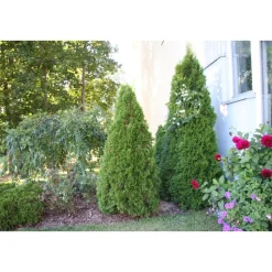 Timanttituija Thuja occ. Viheraarni Smaragd 60-80