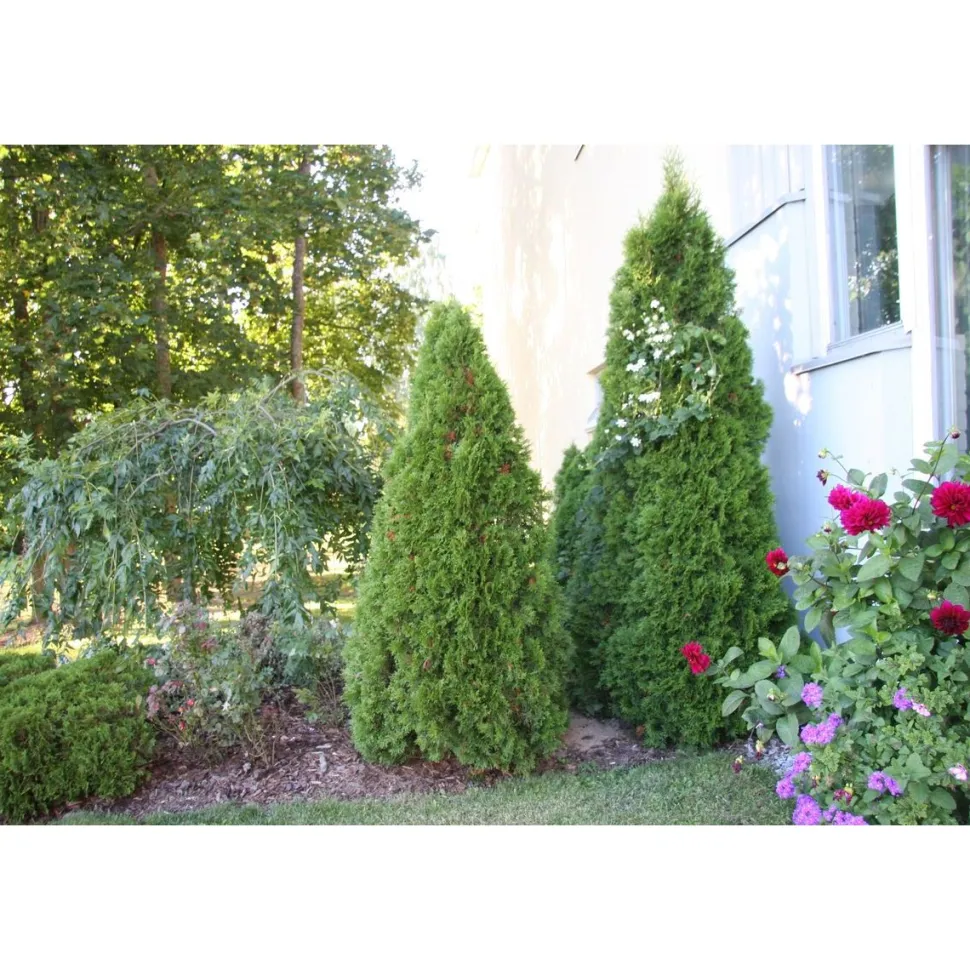 Timanttituija Thuja occ. Viheraarni Smaragd 60-80