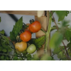 Tomaatti Nelson Garden Bolstar Granda Organic, siemenet