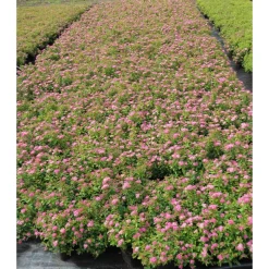 Tummakeijuangervo Spiraea jap. Viheraarni Manon