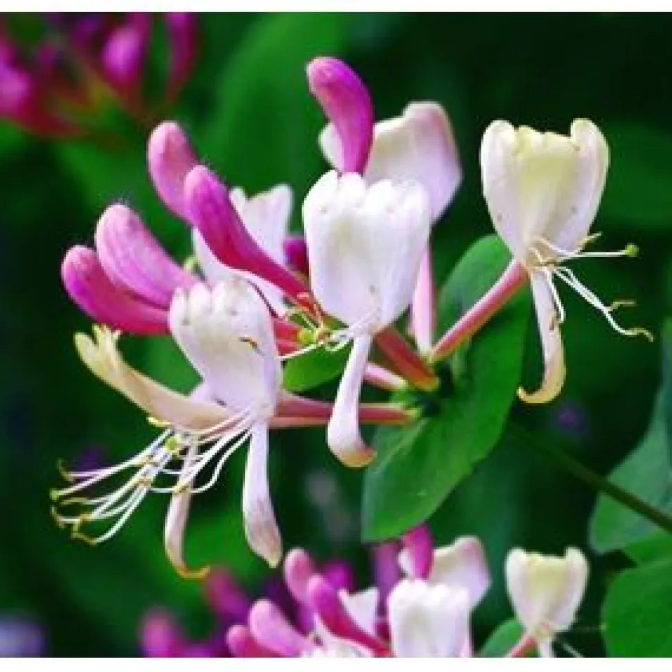Tuoksuköynnöskuusama Lonicera caprifolium Viheraarni