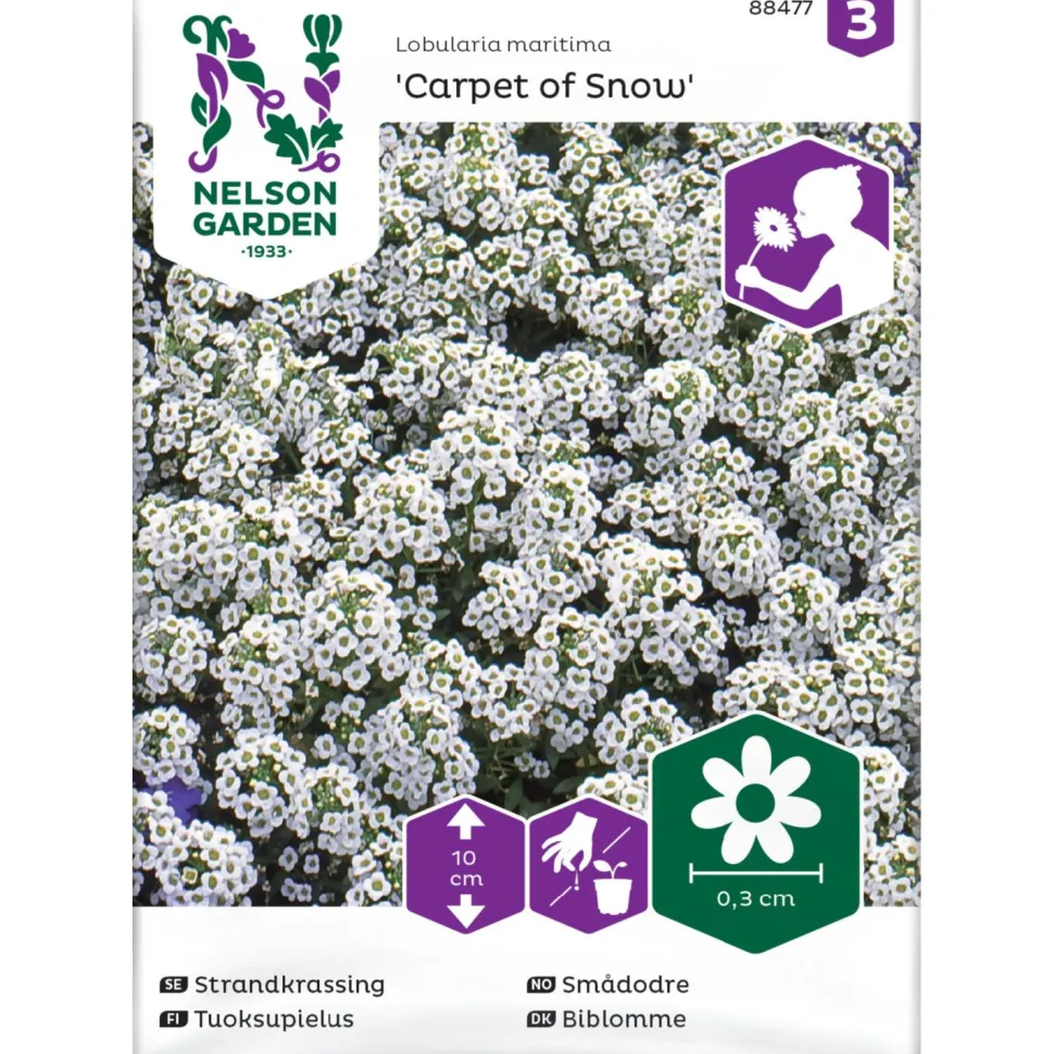 Tuoksupielus Nelson Garden Carpet of Snow, siemenet