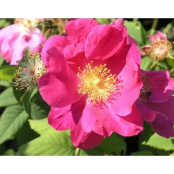 Valamonruusu Rosa Viheraarni Splendens