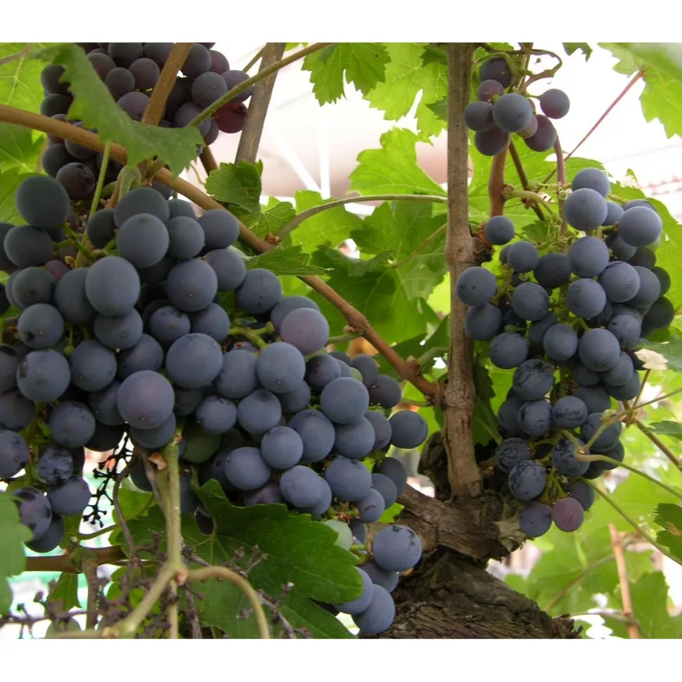 Viiniköynnös Vitis Viheraarni Zilga